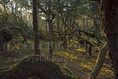 H&auml;xornas skog - foto av Eva Bucksch